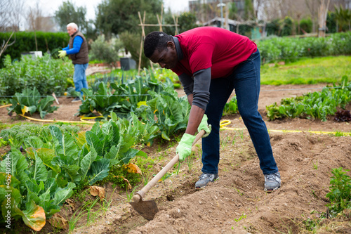 African American amateur gardener hoeing soil on vegetable garden in springtime  preparing for seedlings planting