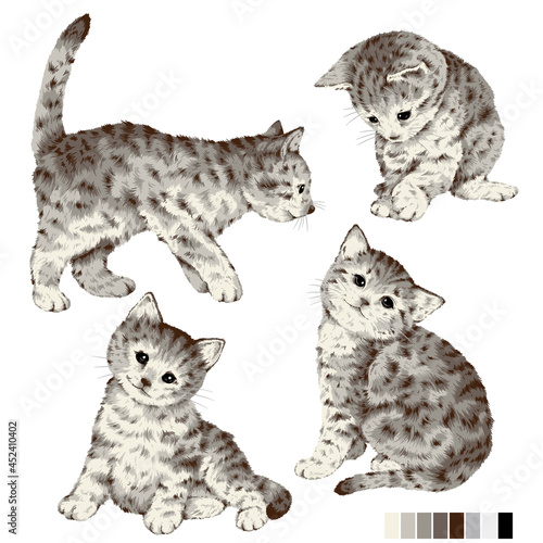 Cute and realistic cat vector illustration,