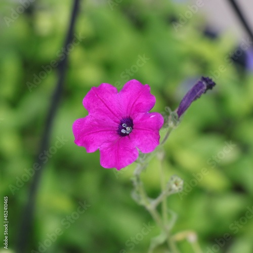 Pinky flower on garden