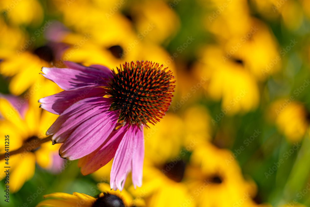 bright flower bed in a Michigan garden - Ann Arbor - Michigan - USA bright flower bed in a Michigan garden - Ann Arbor - Michigan - USA