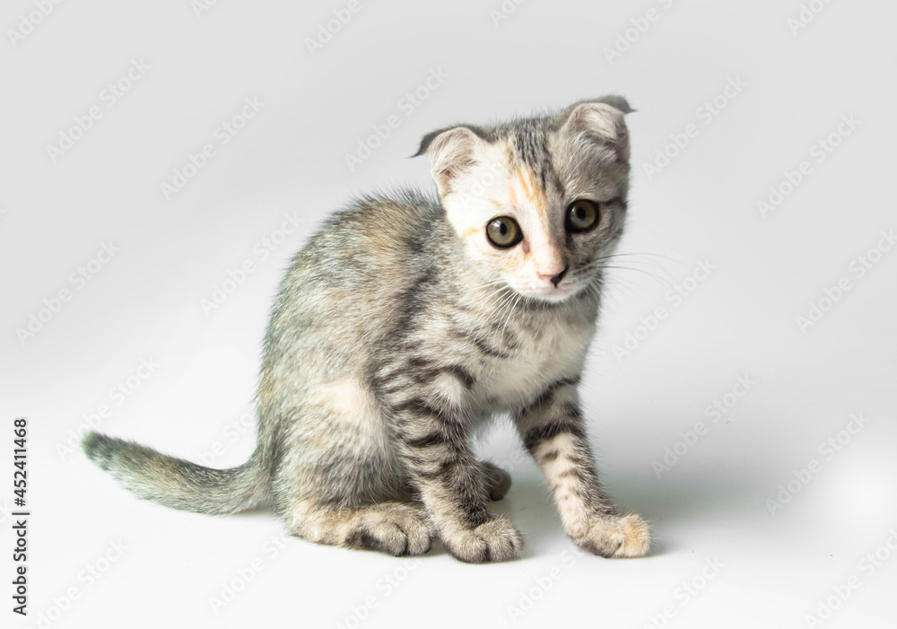  Cute kitty Scottish Fold cat