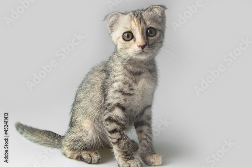  Cute kitty Scottish Fold cat © niksriwattanakul