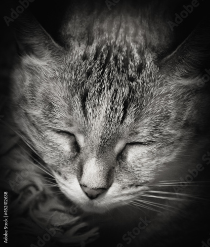 black cat portrait