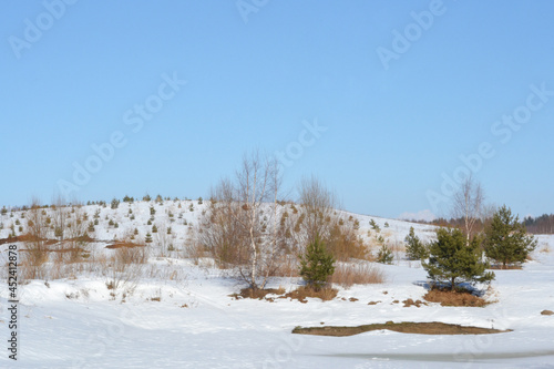 Rare young pines  planted on the slope of a snow-covered hill to strengthen the soil. A bright sunny day in early spring. Reforestation plantings.