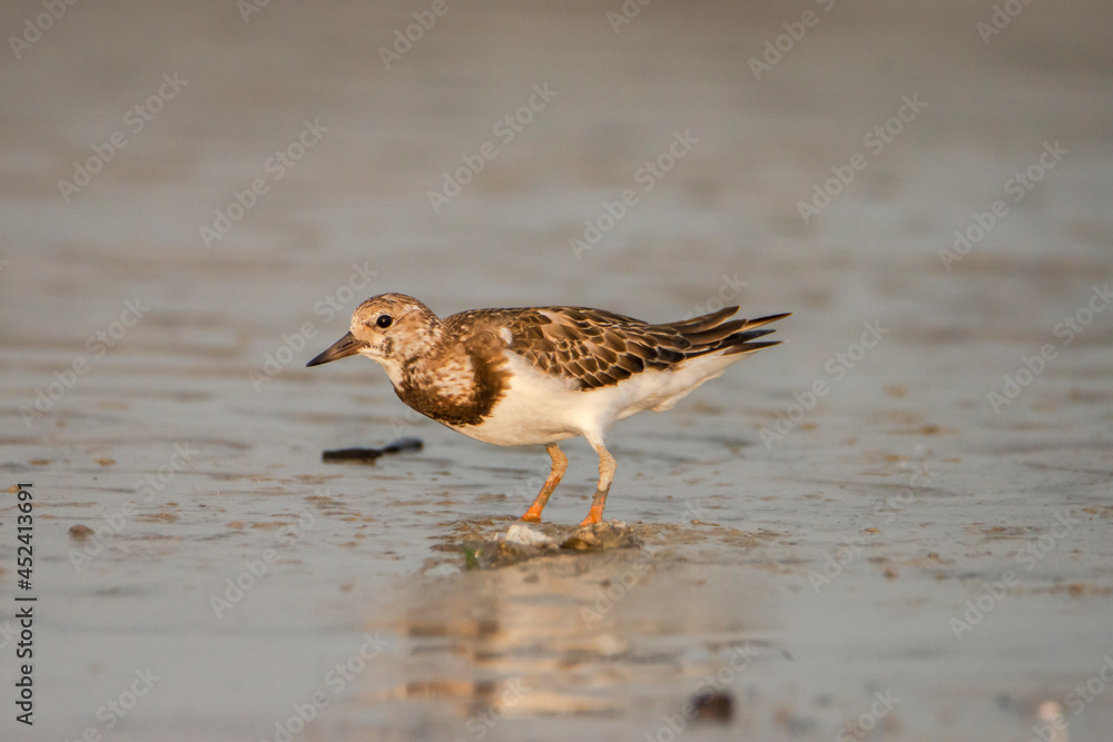 Obraz premium Ruddy Turnstone (Arenaria interpres) on the beach. seen in India. 