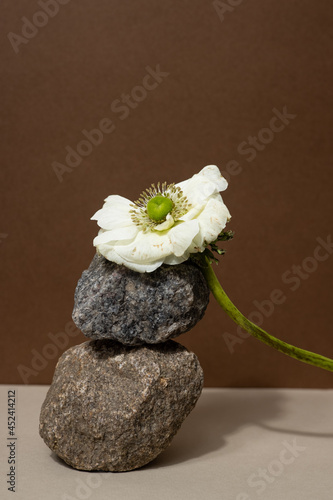 Photography Abstract nature scene with composition of stones and dry branch