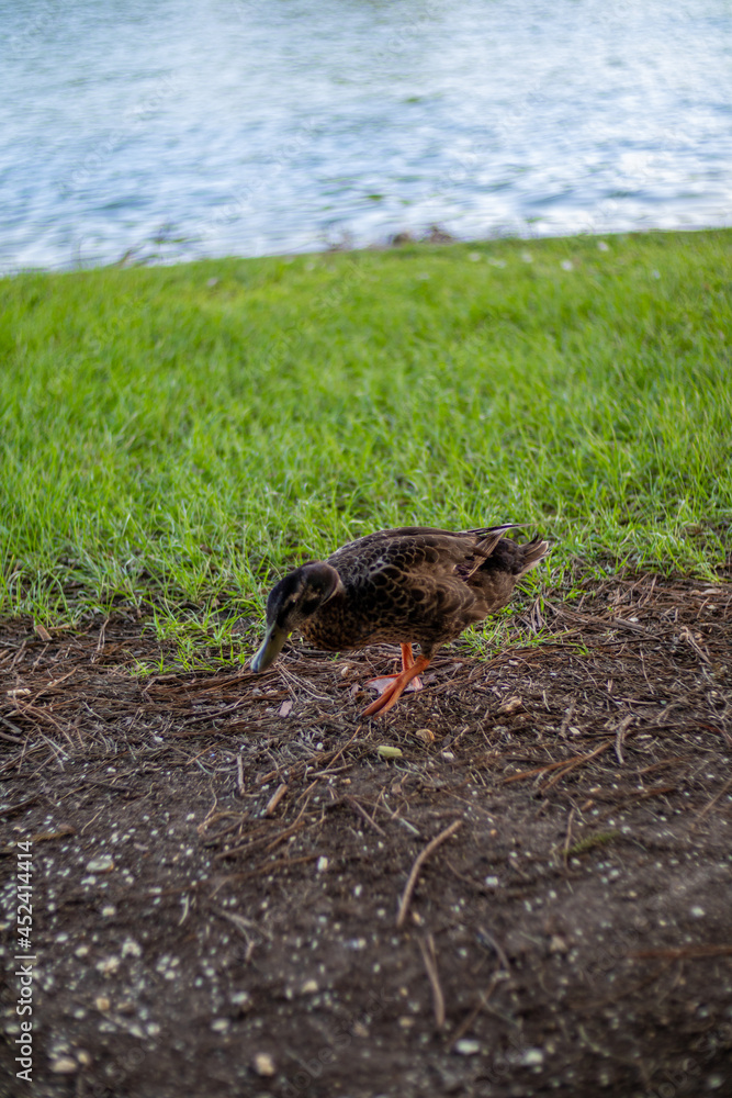 Fototapeta premium Dia de descanso en parque de la ciudad