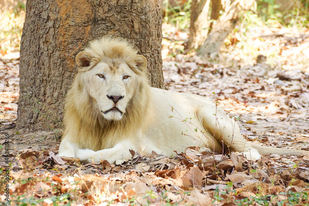 Male white lion sitting under the tree Male white lion sitting under the tree