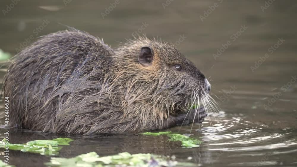 Young cute Nutria Beaver green healthy salad on river shore during daytime,4K - Close up shot of wild Rat Young cute Nutria Beaver green healthy salad on river shore during daytime,4K - Close up shot of wild Rat