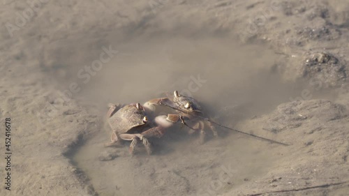 Two Crabs (Neohelice granulata) Interacting In Shallow Water On Sandy Beach photo