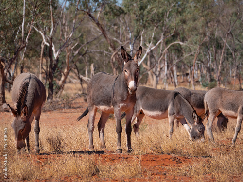 Fototapeta Herd of feral donkeys in outback Central Australia