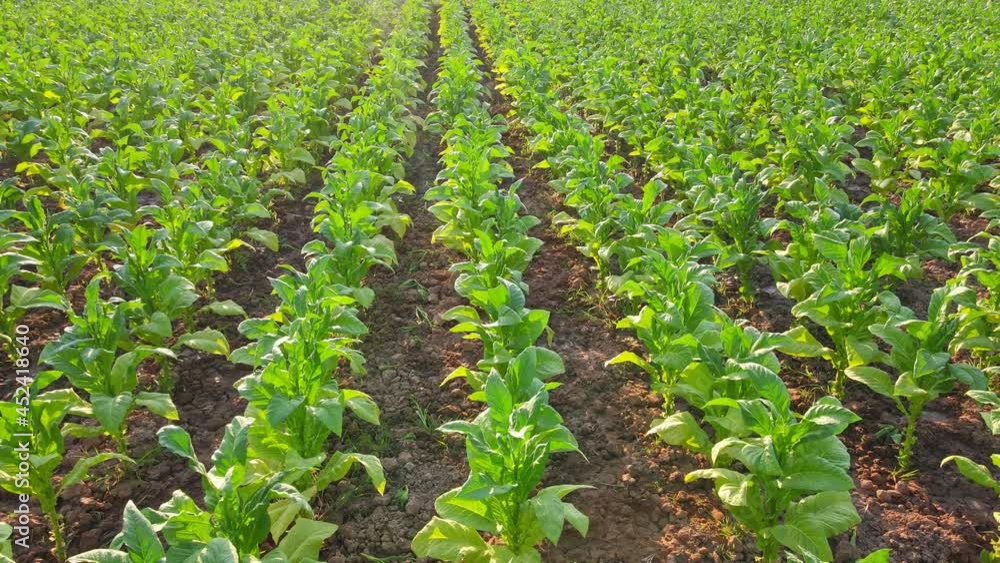 Aerial view or bird eye view of Plantation tobacco grown in the farmland,Drone shot flying Aerial view or bird eye view of Plantation tobacco grown in the farmland,Drone shot flying