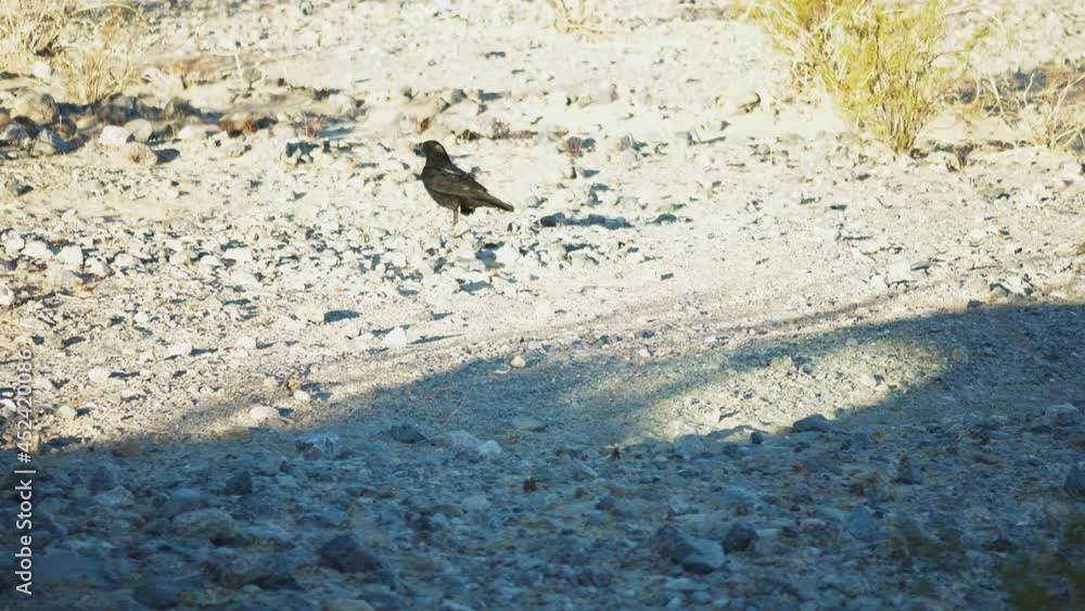 Lone Black Raven Walking Across Stony Ground At Death Valley On Bright Day. Tracking Shot Lone Black Raven Walking Across Stony Ground At Death Valley On Bright Day. Tracking Shot