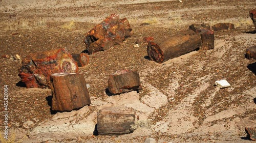Petrified Tree Logs Laying On Floor At National Park In Arizona. Dolly Right