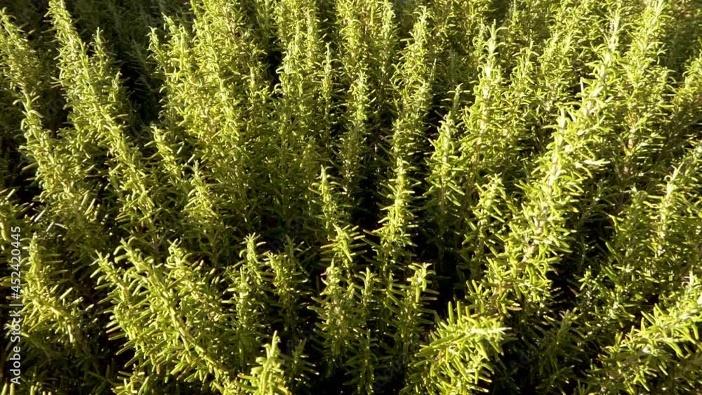 Top view pan to the branches of a large aromatic rosemary bush before sunset. Salvia rosmarinus is an aromatic herb. Top view pan to the branches of a large aromatic rosemary bush before sunset. Salvia rosmarinus is an aromatic herb.