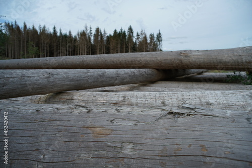 Stapel aus getrockneten Baumstämmen zur Lagerung nach einer Fällung von Fichten