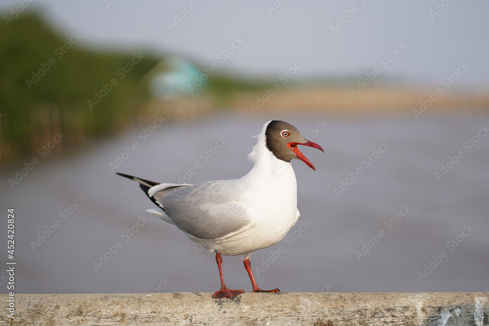 Seagull standing on Rail Bridge at the sea Seagull standing on Rail Bridge at the sea