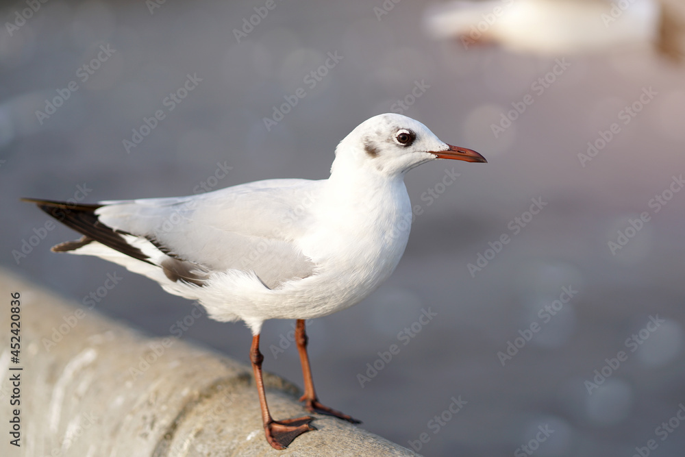 Seagull standing on Rail Bridge at the sea Seagull standing on Rail Bridge at the sea