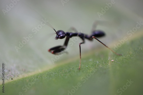 not focussed Black ant on the leaves