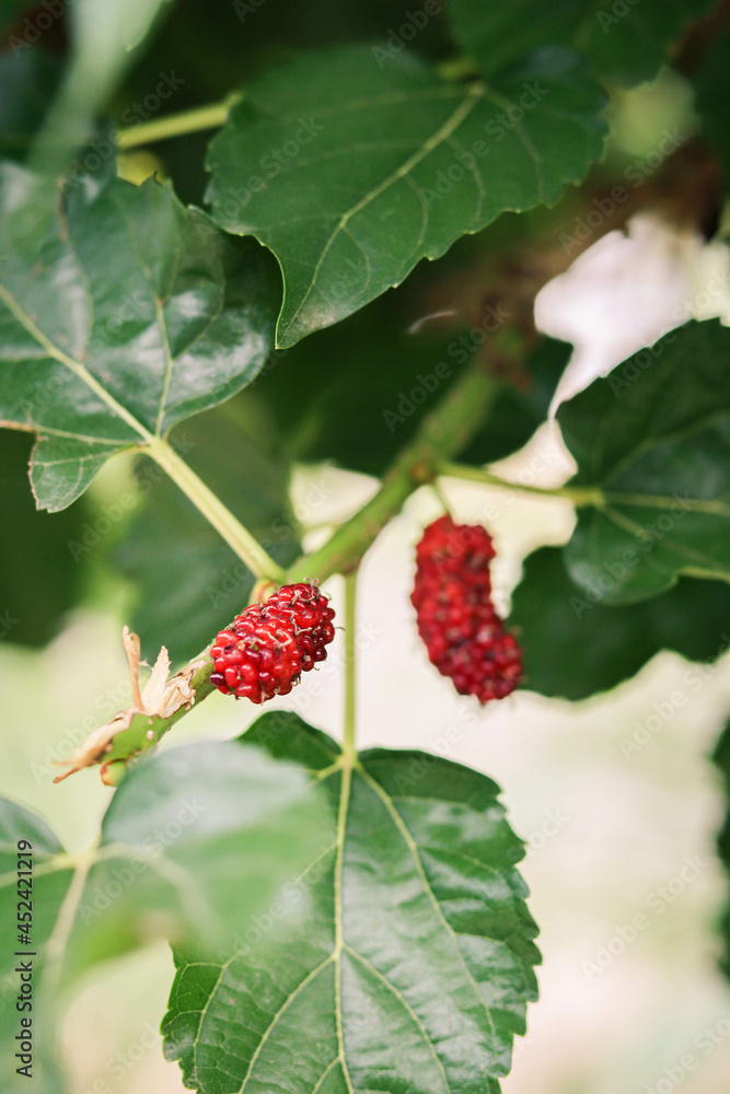 Close Up On Fresh Mulberry On The Tree Branch. Close Up On Fresh Mulberry On The Tree Branch.
