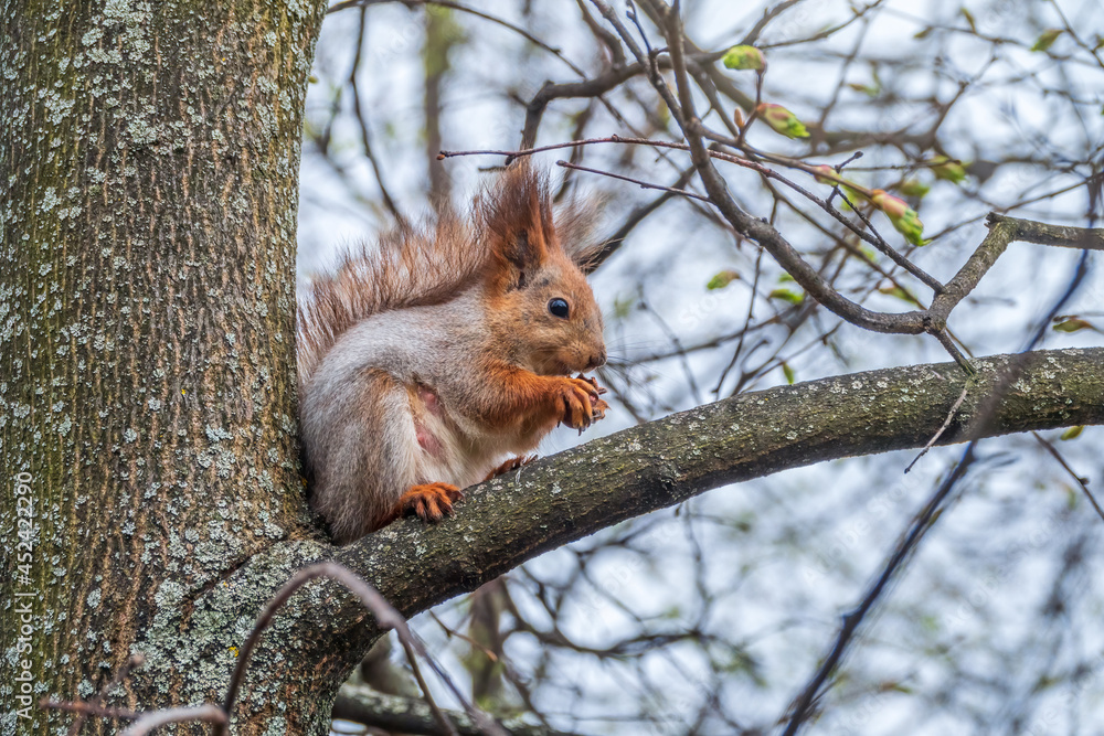 The squirrel with nut sits on a branches in the spring or summer. The squirrel with nut sits on a branches in the spring or summer.