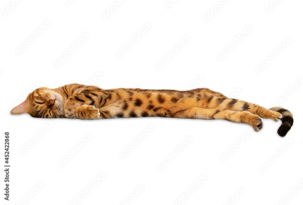 Obraz premium Sleeping bengal cat in full growth on a white background