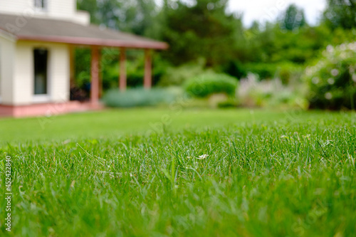 summer lawn in the garden