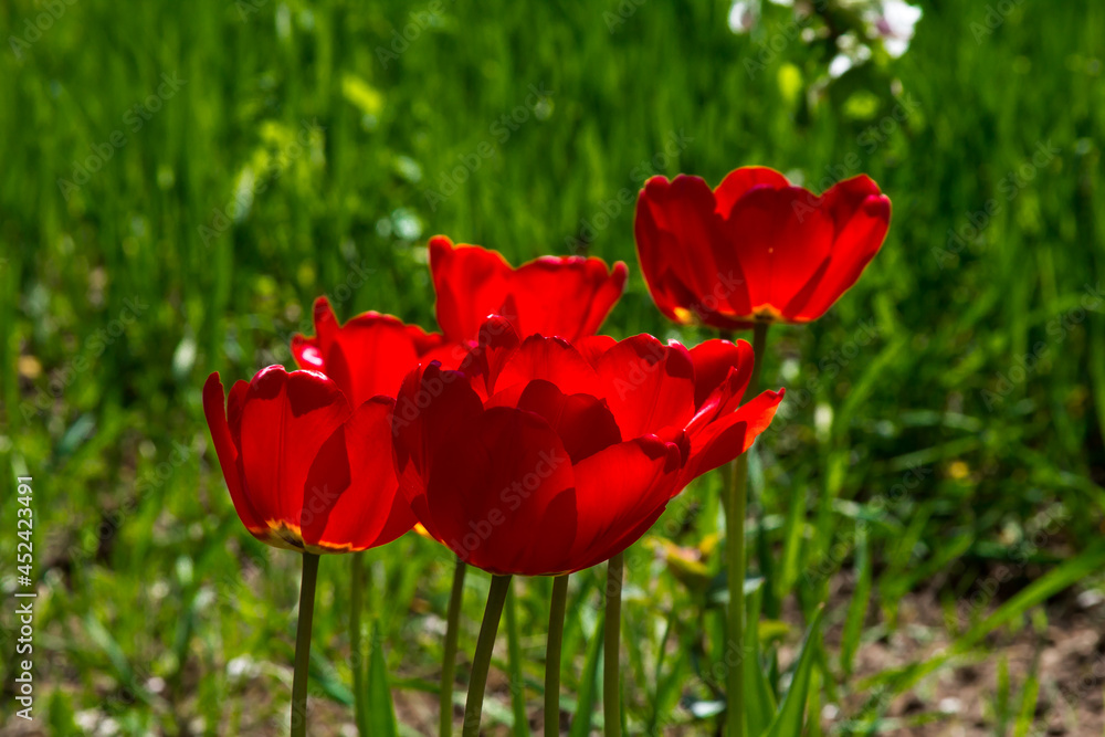 Spring flowers. Red tulips illuminated by the bright spring sun. Shooting outdoors.