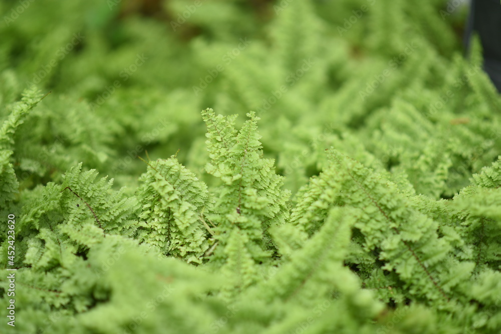 fern leaves on green background