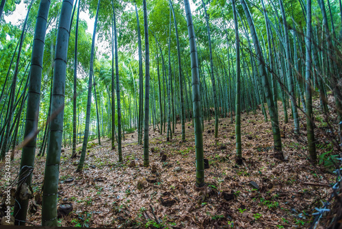 Arashiyama Bamboo Groves Osaka Japan.