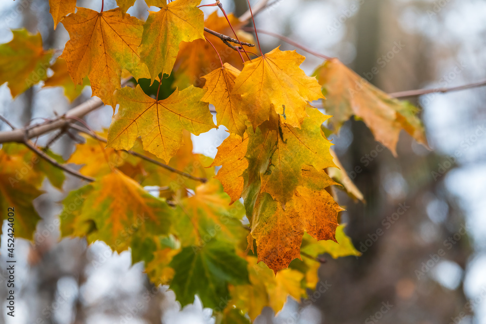 Fototapeta premium Maple branches with yellow leaves in autumn, in the light of sunset.