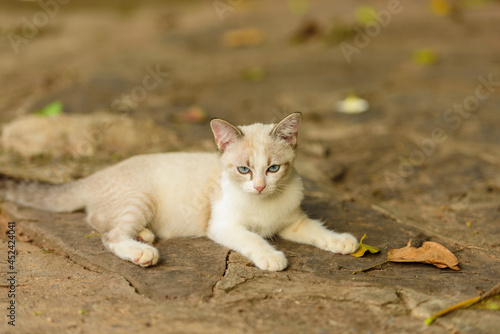 White kitten with blue eyes in nature