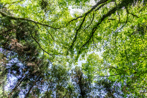                Landscape of the fresh green forest