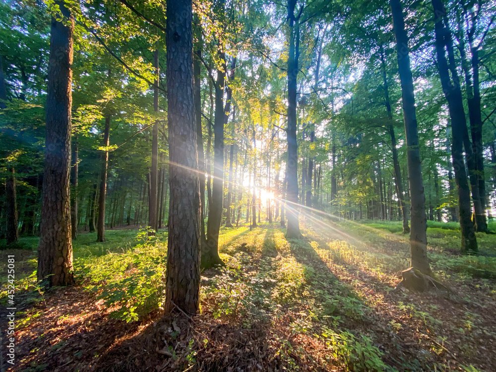 Obraz premium Bavarian Forest path with sun beams pass the trees
