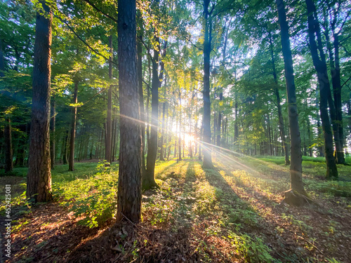 Fototapeta Naklejka Na Ścianę i Meble -  Bavarian Forest path with sun beams pass the trees