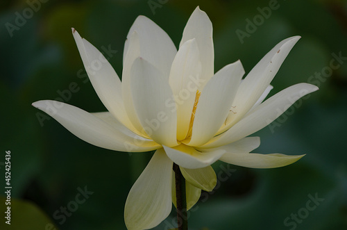 white lotus flower