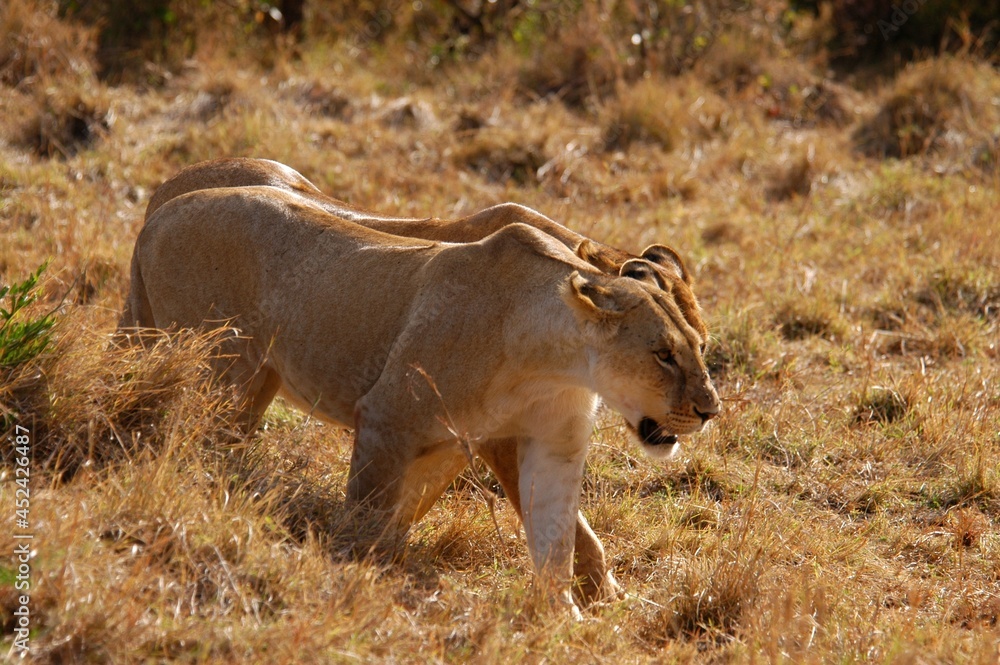 Fototapeta premium Mother lion living in Masai Mara, Kenya