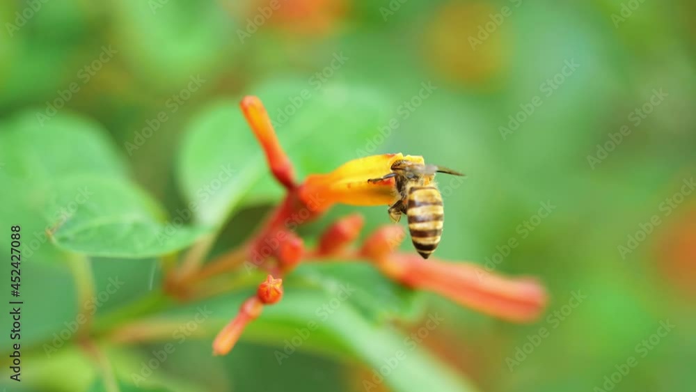 Honey Bee collecting pollen seeking nectar on Scarlet bush or Firebush or Redhead blossom, Orange color flower on tree with natural green background Honey Bee collecting pollen seeking nectar on Scarlet bush or Firebush or Redhead blossom, Orange color flower on tree with natural green background