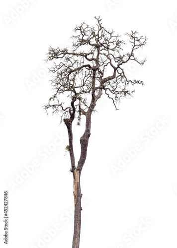 Death tree isolated on white background with clipping path