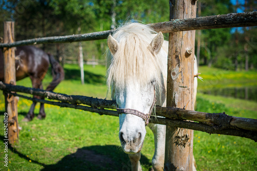 the head of a white horse grazing on the verma behind the fence. Horse portrait in the zoo photo