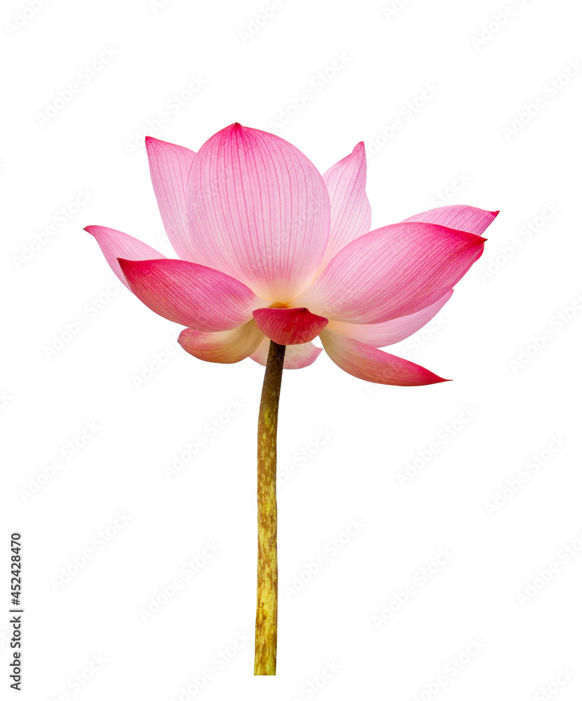Fototapeta premium Pink Lotus, Lotus flower isolated on white background. File contains with clipping path so easy to work.
