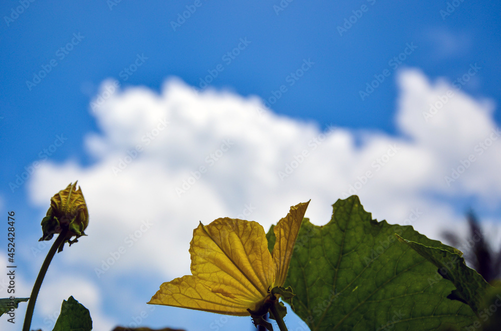 Obraz premium Autumn leaves, flowers, and a bud of sweet gourd against a blue cloudy sky. A beautiful natural background.