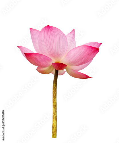 Pink Lotus, Lotus flower isolated on white background. File contains with clipping path so easy to work.