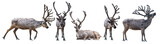 five dark reindeers with large horns on white background