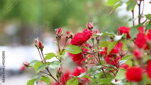 Outdoor red rose buds with lice