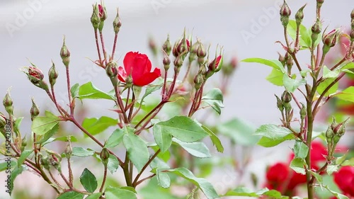 Outdoor red rose buds with lice