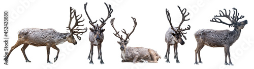 Slika na platnu five dark reindeers with large horns on white background