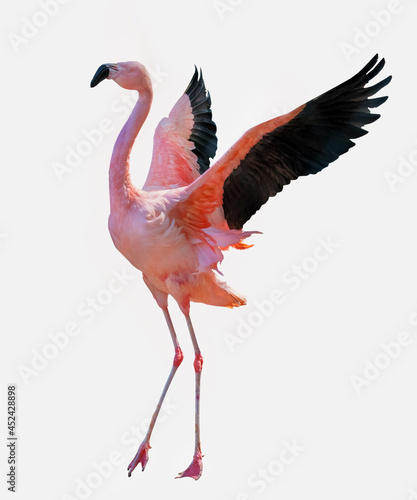 fine red large flamingo with spread wings