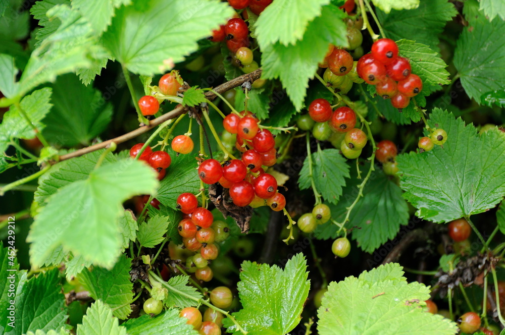 Ripe red currant (Ribes rubrum) on a summer morning. Moscow region. Russia.