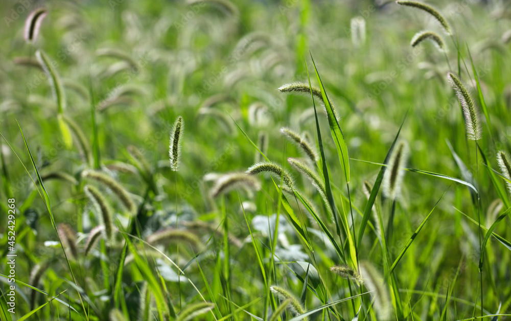 Close-up of lush dog's tail grass in autumn Close-up of lush dog's tail grass in autumn